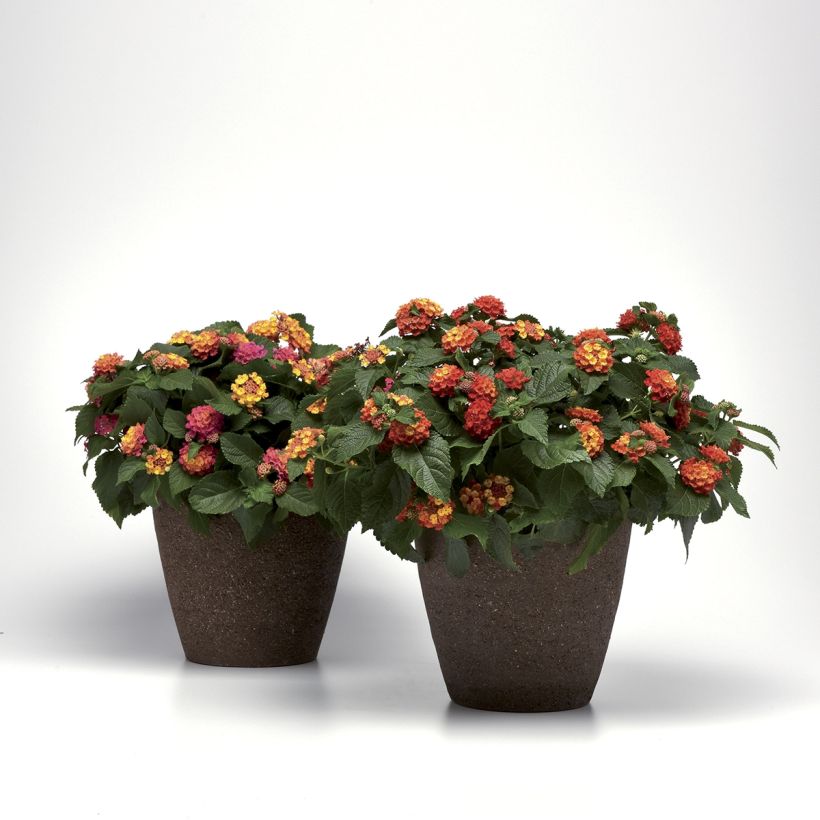 Lantana Bloomify Rood - Wandelaar (Groeiplaats)