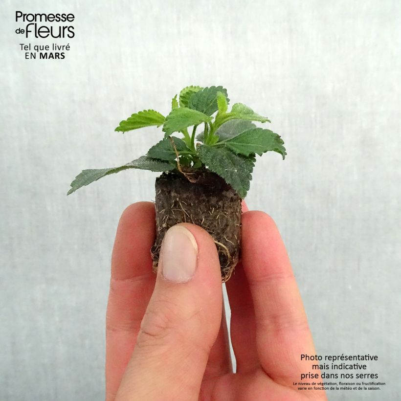 Example of Lantana camara Gem Diva Pink Mini-mot Ø 3/4 cm as you get in printemps