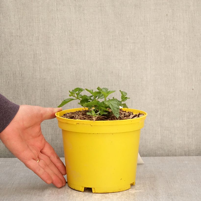 Exemplaar van Lantana Chapel Hill Yellow - Wandelaar Pot van 2 l/3 l zoals geleverd in de lente