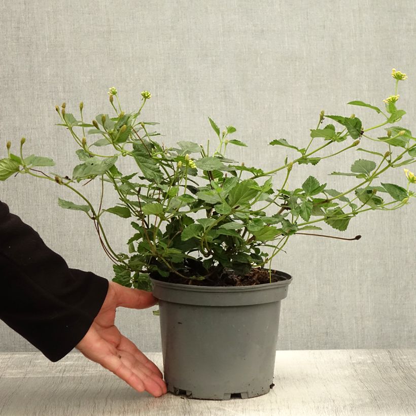 Exemplaar van Lantana Sunny Side Up - Wandelaar Pot van 2 l/3 l zoals geleverd in de herfst