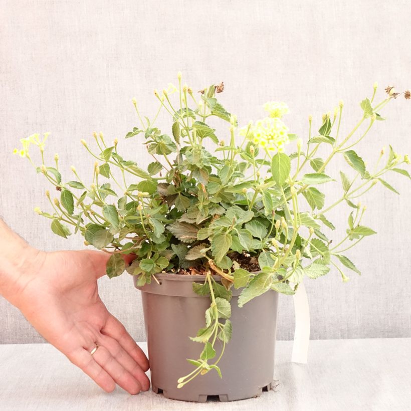 Exemplaar van Lantana Sunny Side Up - Wandelaar Pot van 2 l/3 l zoals geleverd in de zomer