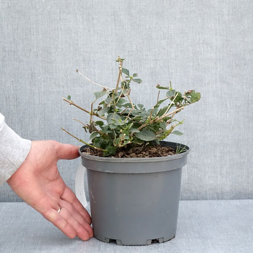 Exemplaar van Lantana Sunny Side Up - Wandelaar Pot van 2 l/3 l zoals geleverd in de lente