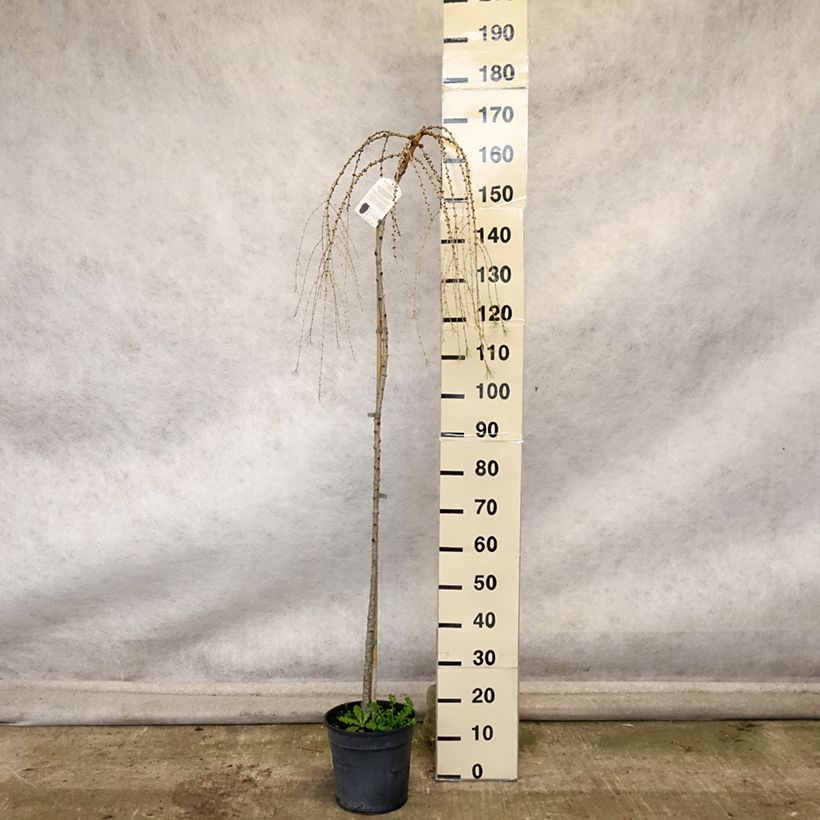 Exemplaar van Larix decidua Pendula - Mélèze commun pleureur Pot de 7,5L/10L, Tige zoals geleverd in de herfst