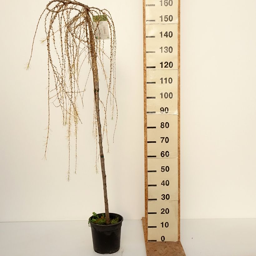 Exemplaar van Europese lariks Puli - Larix decidua Pot van 4 l/5 l, Stengel zoals geleverd in de herfst