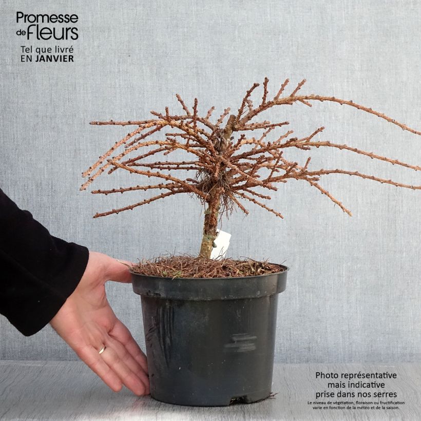 Example of Larix kaempferi Blue Dwarf - Mélèze du Japon nain                       Pot van 2 l/3 l as you get in hiver