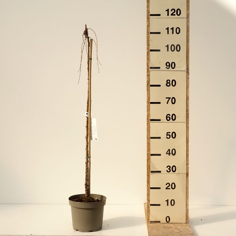 Example of Larix kaempferi Boring Weeper - Mélèze du Japon pleureur  Pot van 4 l/5 l as you get in hiver