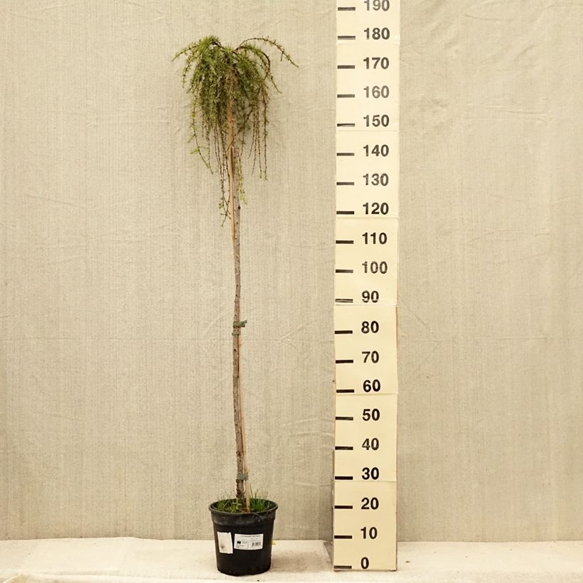 Exemplaar van Larix kaempferi Stiff Weeping - Japanse larix Pot van 4 l/5 l, Stengel zoals geleverd in de zomer