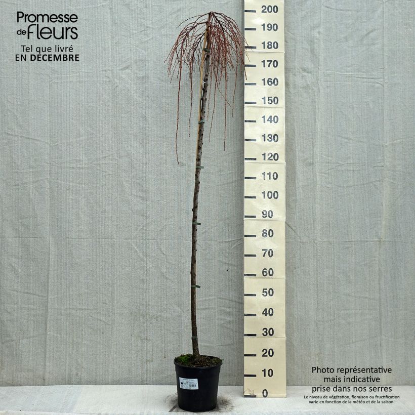 Example of Larix kaempferi Stiff Weeping - Mélèze du Japon Stiff Weeping Pot van 4 l/5 l as you get in hiver