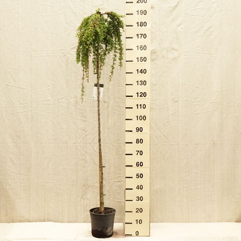 Exemplaar van Larix kaempferi Stiff Weeping - Japanse larix Pot van 4 l/5 l, Stengel zoals geleverd in de lente