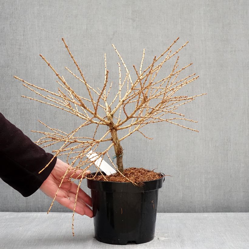 Exemplaar van Larix laricina Arethusa Bog - Amerikaanse lariks Pot van 2 l/3 l zoals geleverd in de winter