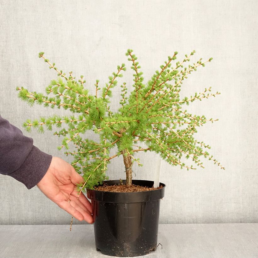 Exemplaar van Larix laricina Arethusa Bog - Amerikaanse lariks Pot van 2 l/3 l zoals geleverd in de lente