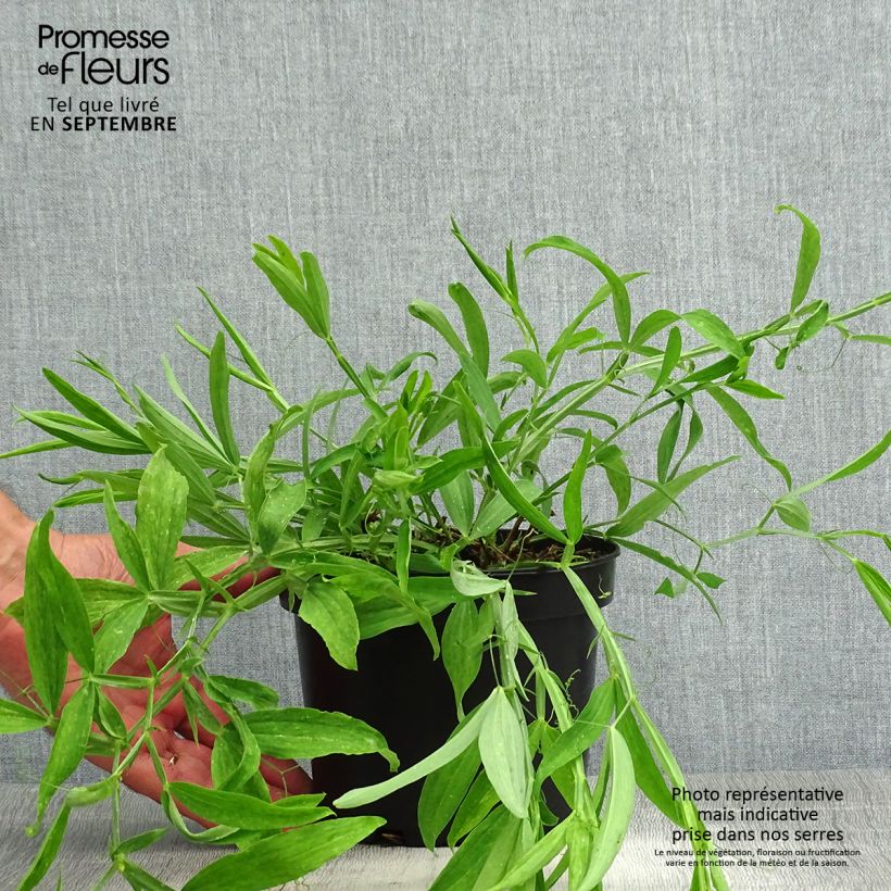 Exemplaar van Lathyrus latifolius White Pearl - Wilde pronkerwt Pot van 2 l/3 l zoals geleverd in de zomer