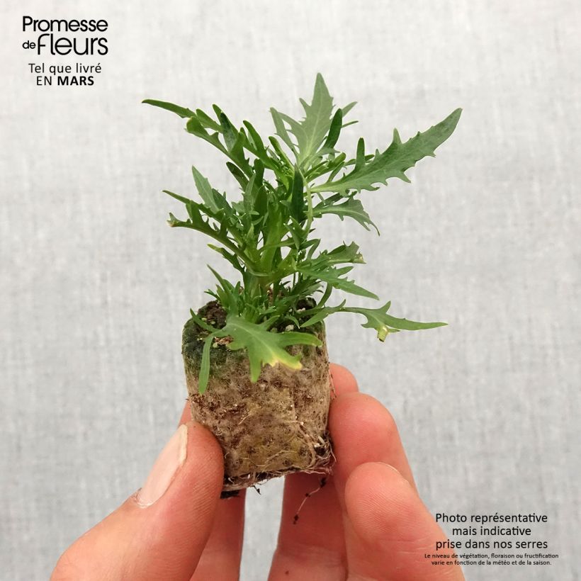 Example of Laurentia ou Isotoma Stella Blue Mini-mot Ø 3/4 cm as you get in printemps