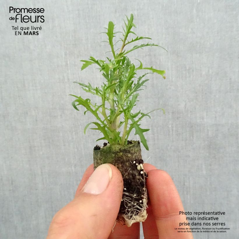 Example of Laurentia ou Isotoma Stella Pink Mini-mot Ø 3/4 cm as you get in printemps