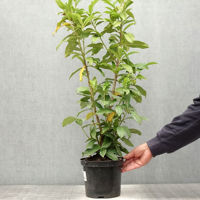 Exemplaar van Prunus laurocerasus Genolia - Laurierkers Pot van 3 l/4 l zoals geleverd in de zomer