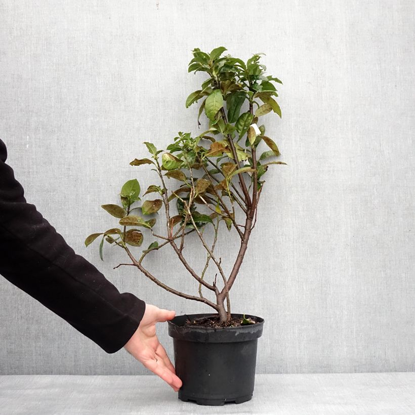 Example of Laurier cerise - Prunus laurocerasus Ani Pot van 3 l/4 l as you get in hiver