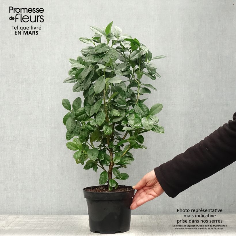 Exemplaar van Prunus laurocerasus Ani - Laurierkers Pot van 3 l/4 l zoals geleverd in de lente