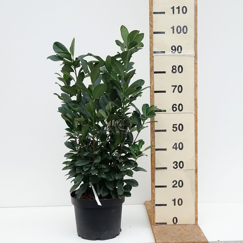 Exemplaar van Prunus laurocerasus Bonaparte - Laurierkers Pot van 7,5 l/10 l zoals geleverd in de herfst