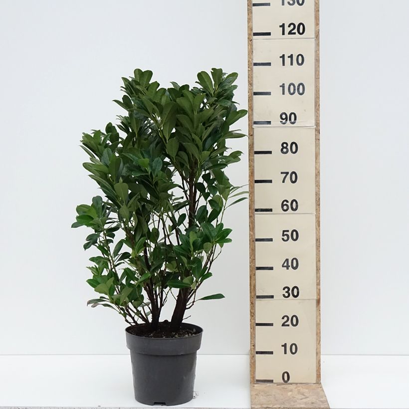 Example of Laurier cerise - Prunus laurocerasus Bonaparte Pot van 7,5 l/10 l as you get in hiver