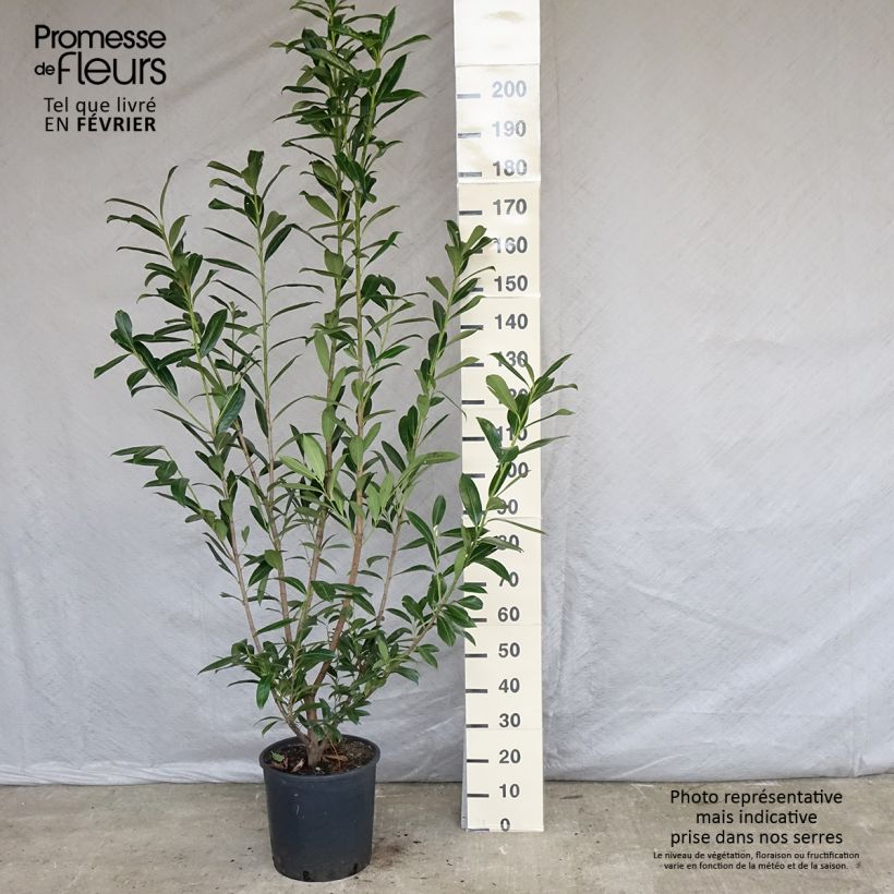 Example of Prunus laurocerasus Caucasica - Laurierkers Pot van 12 l/15 l as you get in hiver
