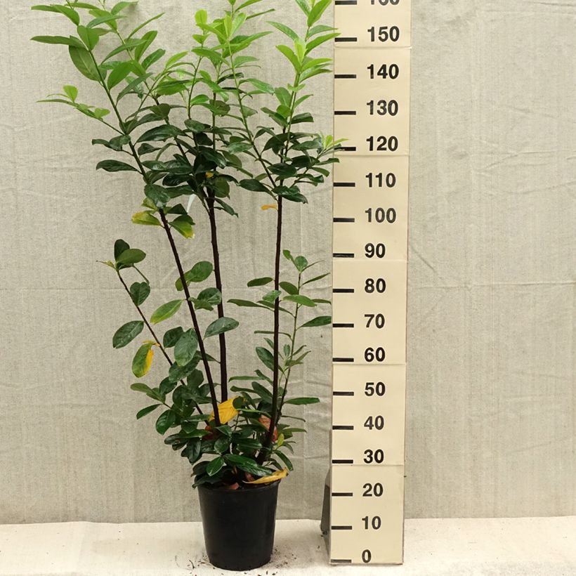 Exemplaar van Prunus laurocerasus Caucasica - Laurierkers Pot van 7,5 l/10 l zoals geleverd in de zomer