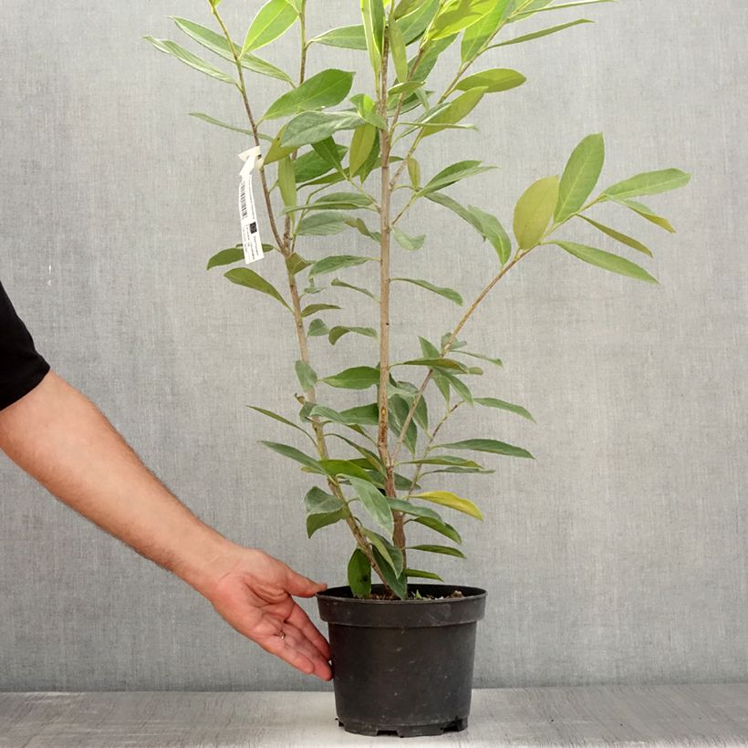 Exemplaar van Prunus laurocerasus Caucasica - Laurierkers Pot van 3 l/4 l zoals geleverd in de zomer