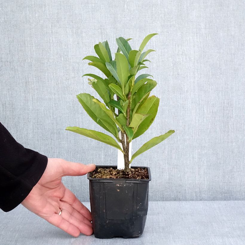 Example of Prunus laurocerasus Caucasica - Laurierkers Kweekpotje van 8/9 cm as you get in hiver