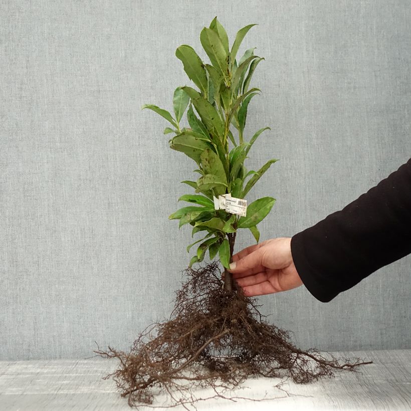 Example of Prunus laurocerasus Caucasica - Laurierkers Naakte wortel as you get in hiver