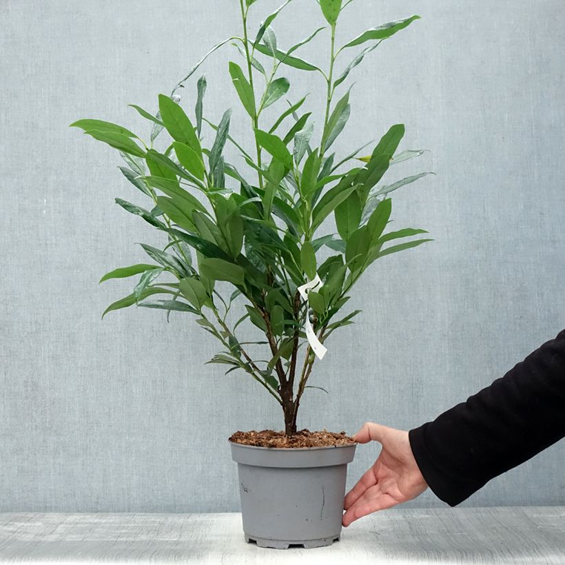 Exemplaar van Prunus laurocerasus Elly - Laurierkers Pot van 3 l/4 l zoals geleverd in de herfst