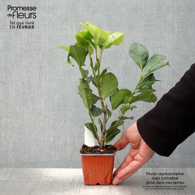 Example of Laurier cerise - Prunus laurocerasus Etna Kweekpotje van 8/9 cm as you get in hiver