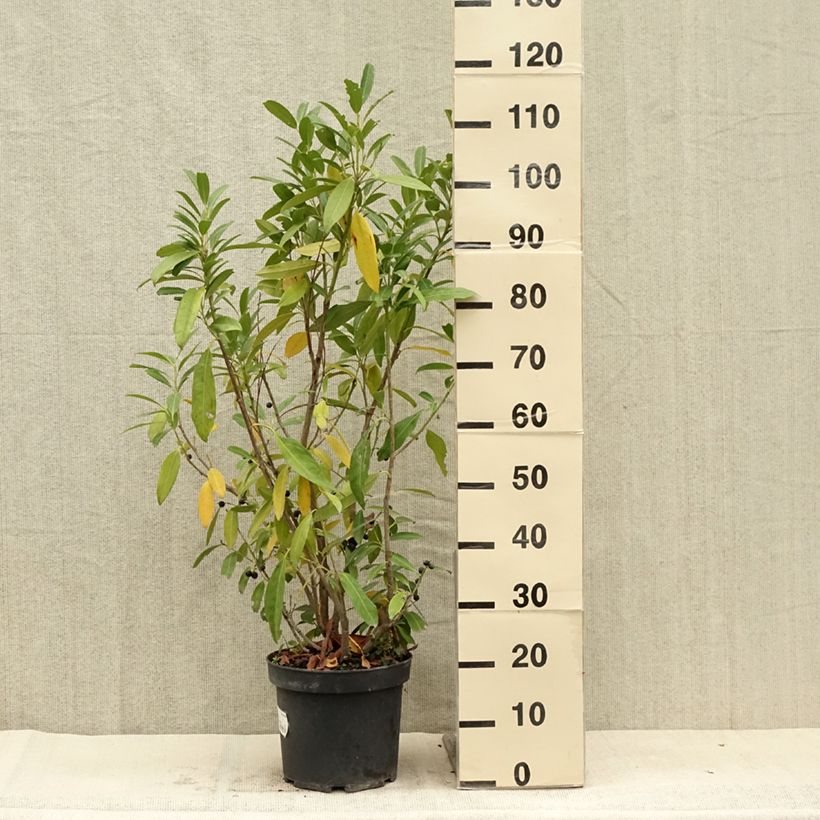 Exemplaar van Prunus laurocerasus Herbergii - Laurierkers Pot van 7,5 l/10 l zoals geleverd in de zomer