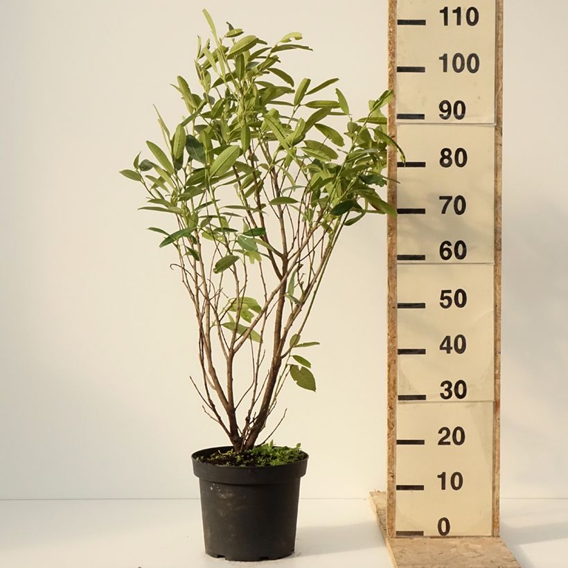 Example of Laurier cerise - Prunus laurocerasus Herbergii Pot van 7,5 l/10 l as you get in hiver