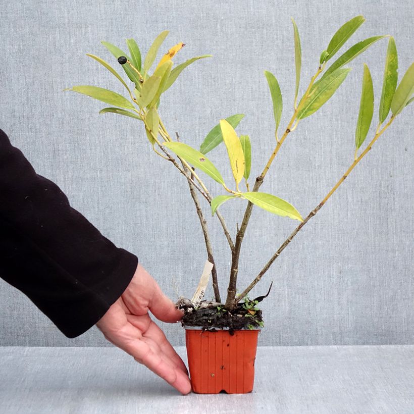 Exemplaar van Prunus laurocerasus Herbergii - Laurierkers Kweekpotje van 8/9 cm zoals geleverd in de herfst