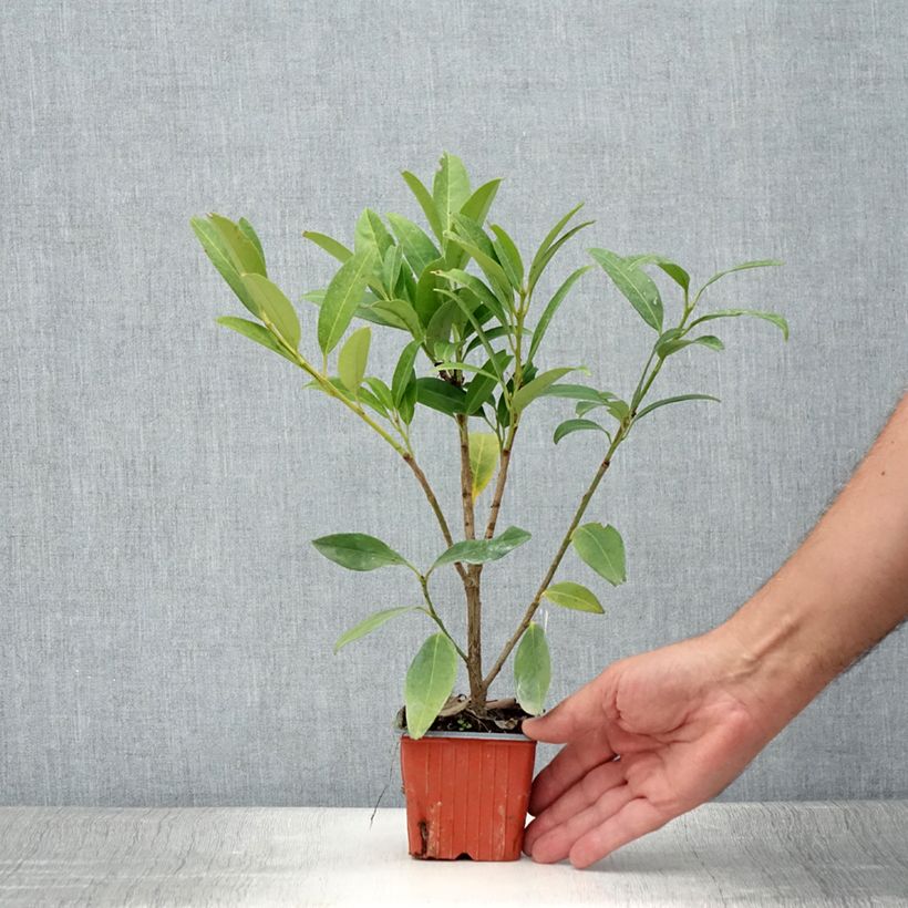 Exemplaar van Prunus laurocerasus Herbergii - Laurierkers Kweekpotje van 8/9 cm zoals geleverd in de zomer