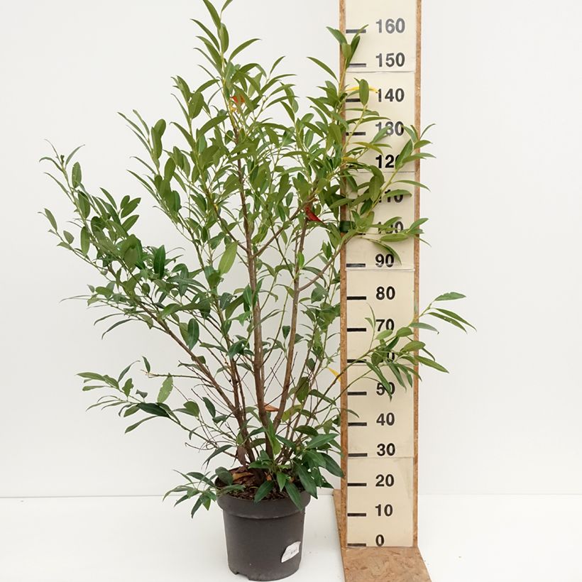 Exemplaar van Prunus laurocerasus Herbergii - Laurierkers Pot van 7,5 l/10 l zoals geleverd in de herfst