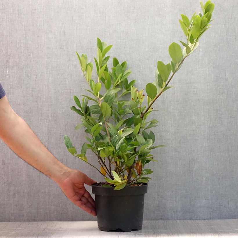 Exemplaar van Prunus laurocerasus Mano - Laurierkers Pot van 3 l/4 l zoals geleverd in de zomer
