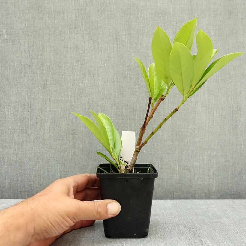 Exemplaar van Prunus laurocerasus Novita - Laurierkers Kweekpotje van 8/9 cm zoals geleverd in de zomer