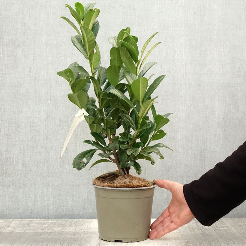 Exemplaar van Laurier cerise - Prunus laurocerasus Obelisk Pot de 2L/3L zoals geleverd in de herfst