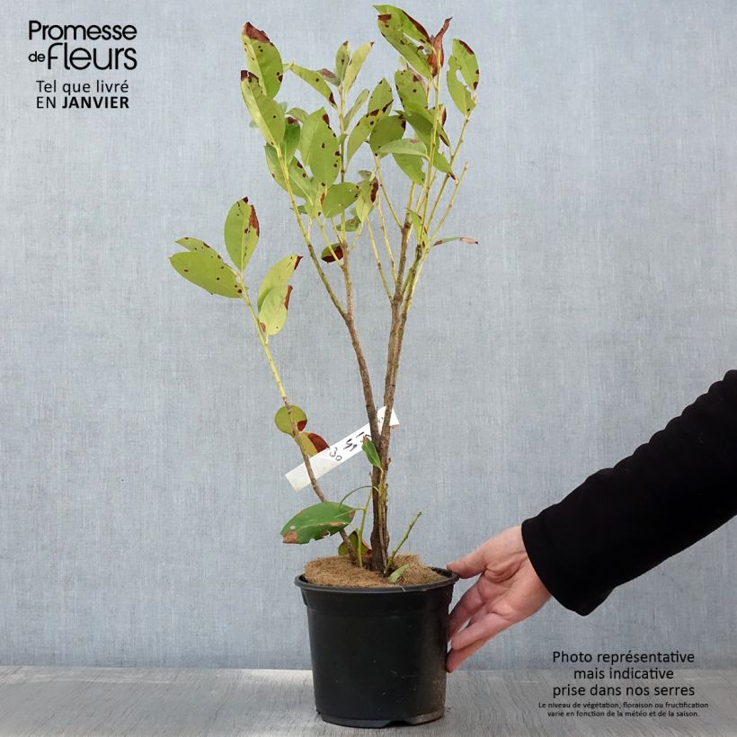 Example of Laurier cerise - Prunus laurocerasus Obelisk Pot van 2 l/3 l as you get in hiver