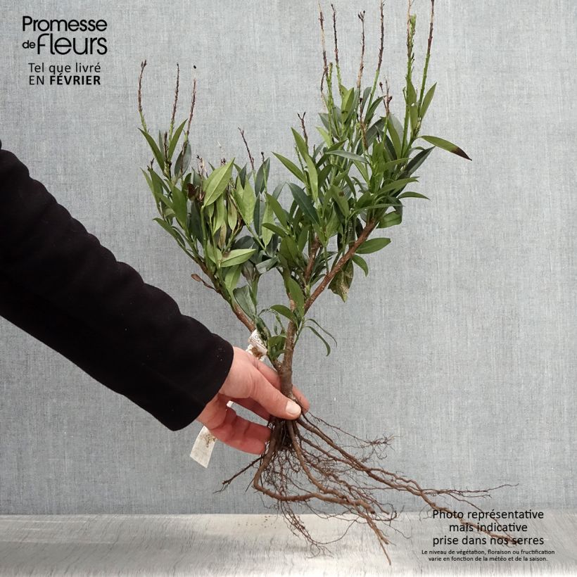 Example of Laurier cerise - Prunus laurocerasus Otto Luyken  Naakte wortel as you get in hiver