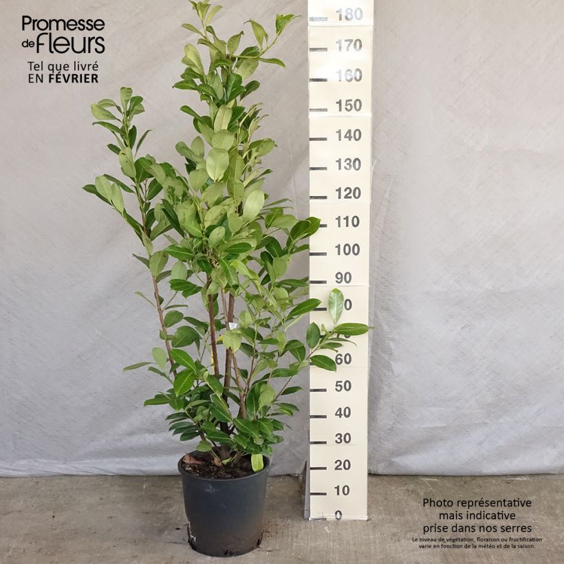 Example of Prunus laurocerasus Rotundifolia - Laurierkers Pot van 12 l/15 l as you get in hiver