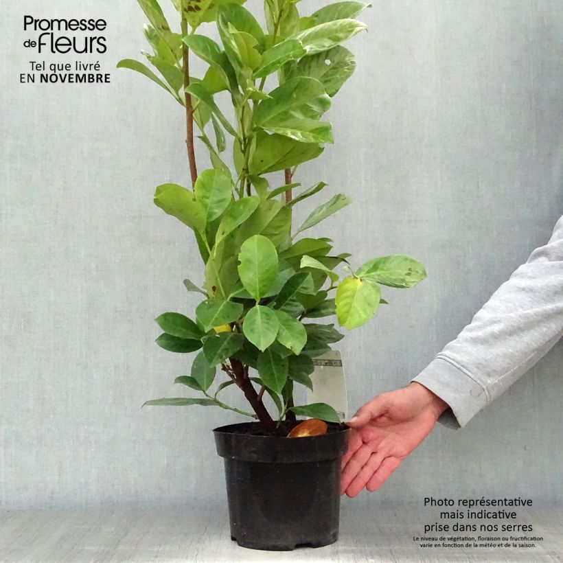 Exemplaar van Prunus laurocerasus Rotundifolia - Laurierkers Pot van 3 l/4 l zoals geleverd in de herfst