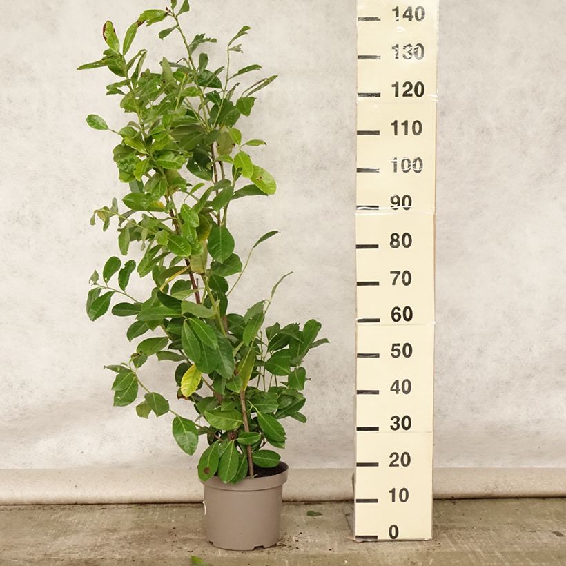 Exemplaar van Prunus laurocerasus Rotundifolia - Laurierkers Pot van 7,5 l/10 l zoals geleverd in de zomer