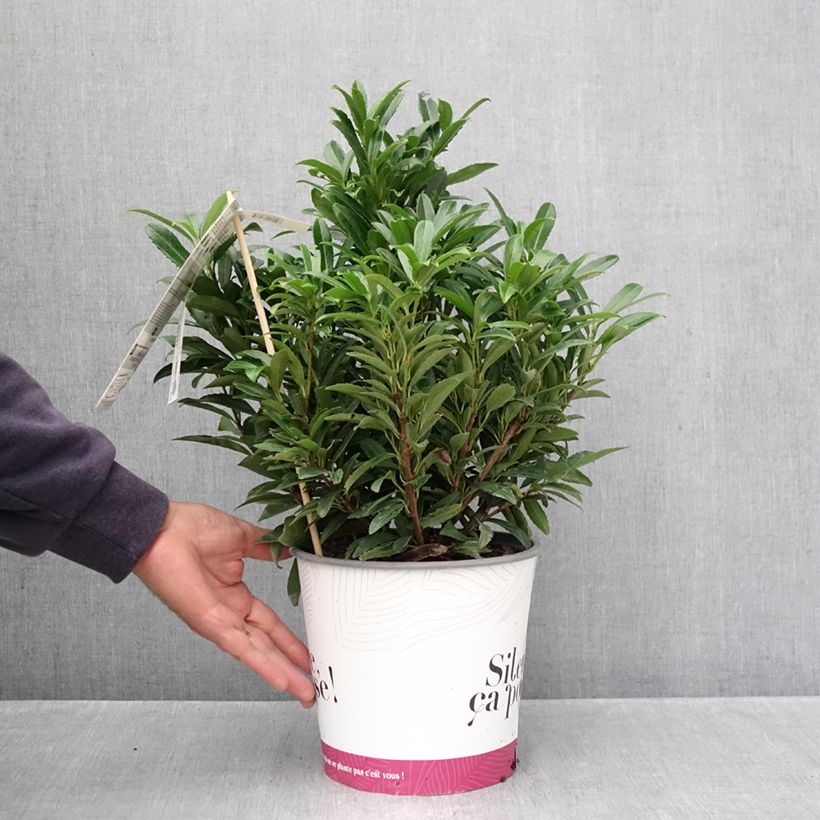 Exemplaar van Prunus laurocerasus Sofia - Laurierkers Pot van 3 l/4 l zoals geleverd in de herfst
