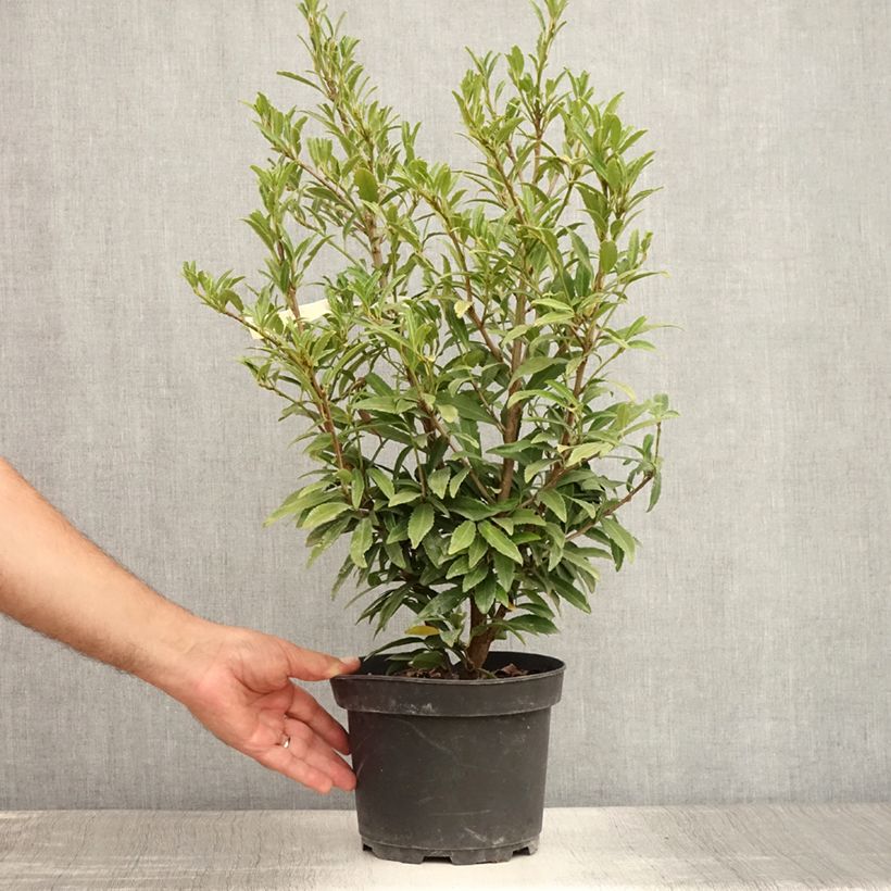 Exemplaar van Prunus laurocerasus Sofia - Laurierkers Pot van 3 l/4 l zoals geleverd in de zomer