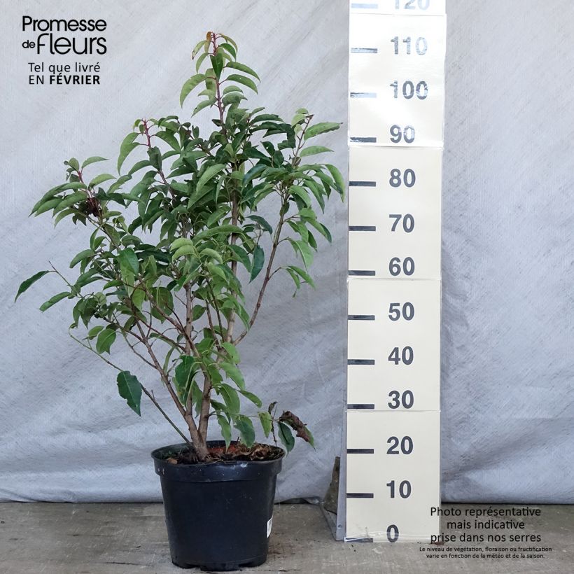 Example of Laurier du Portugal - Prunus lusitanica Pot van 7,5 l/10 l as you get in hiver