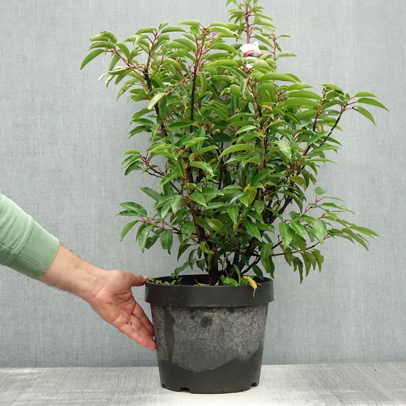 Exemplaar van Prunus lusitanica Angustifolia - Portugese laurier Pot van 7,5 l/10 l zoals geleverd in de zomer