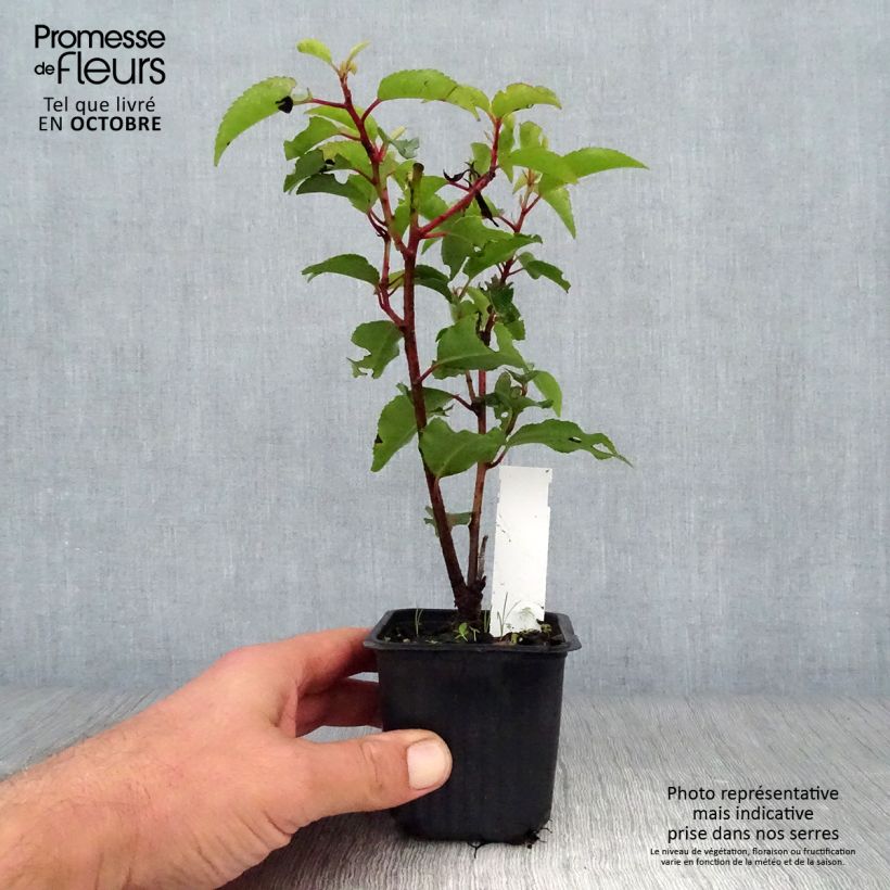 Exemplaar van Prunus lusitanica Angustifolia - Portugese laurier Kweekpotje van 8/9 cm zoals geleverd in de herfst