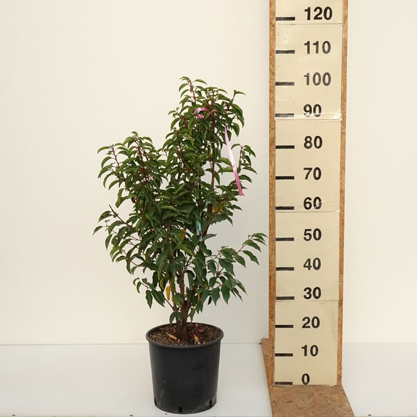 Exemplaar van Prunus lusitanica Brenelia - Portugese laurier Pot van 7,5 l/10 l zoals geleverd in de herfst