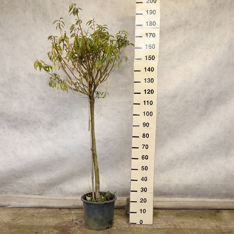 Exemplaar van Prunus lusitanica Myrtifolia - Portugese laurier Pot van 12 l/15 l, Half-hoge stam zoals geleverd in de herfst